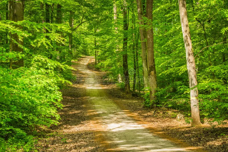 beautiful forest path fresh green trees empty footpath green spring forest landscape beautiful sunlight 120814909.jpg