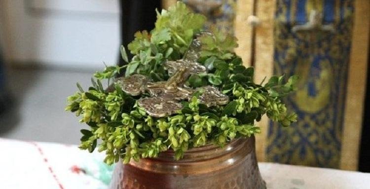 osvestavane ani pondeva